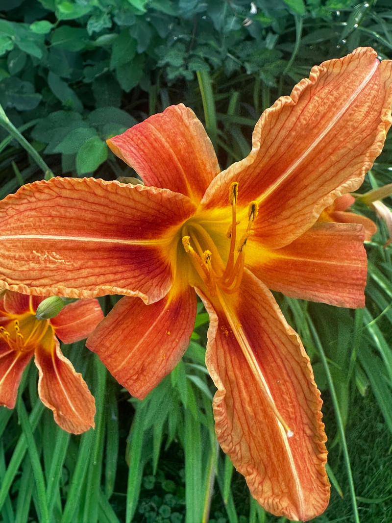 Working female looking for apartment!! Long Term Rentals Cambridge