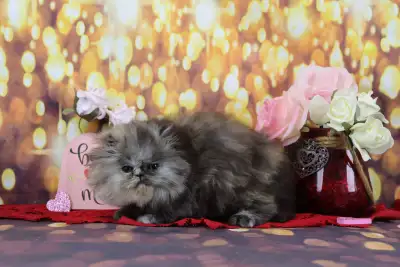 TORTIE SMOKE PERSIAN FEMALE KITTEN, View more