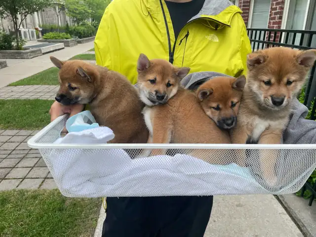 Purebred Shiba Inu Puppies Vaccinated, Microchipped & Home Raise in Dogs & Puppies for Rehoming in City of Toronto - Image 3