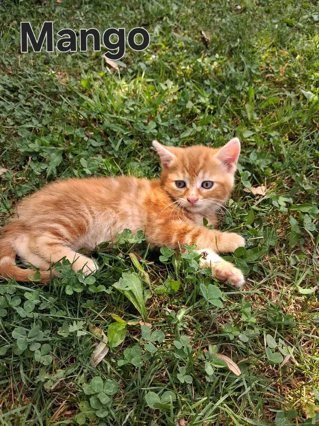 Cute kittens ready for new home ! in Cats & Kittens for Rehoming in Owen Sound - Image 8