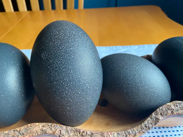 Emu Eggs in Other in Sault Ste. Marie - Image 3