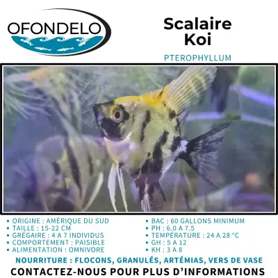 Scalaire (ange) Koi, View more