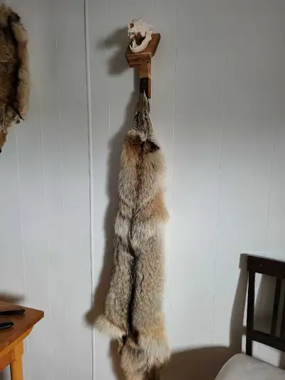 Coyote fur, View more