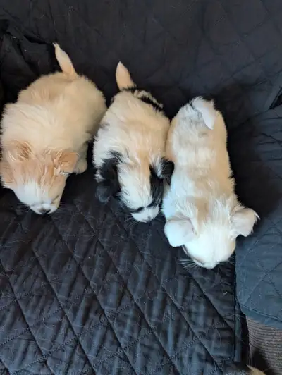 Shih Tzu and papillion puppies, View more