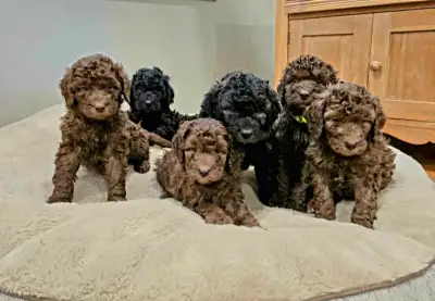 Hi There, We are excited to meet our next litter of puppies at the end of April! They will be ready...