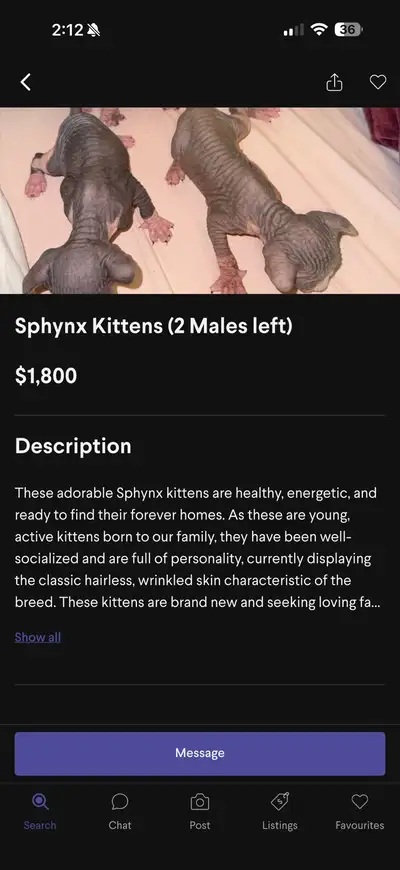 Do not buy a kitten from this person! I bought one and it had really bad health conditions almost pa...