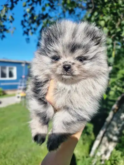 Purebred Pomeranian Puppies, View more