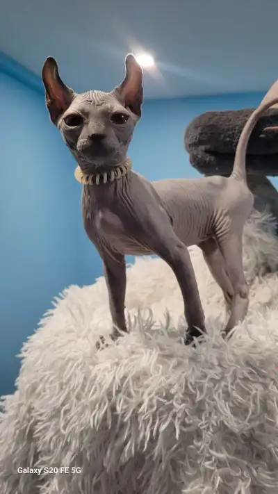 sphynx regulier et elf et dwelf à vendre, View more
