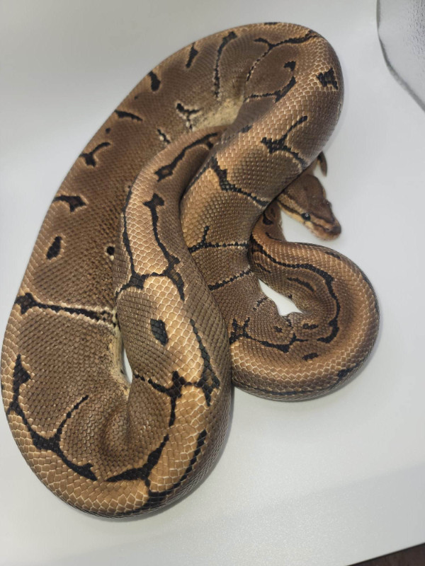 Ball Python Downsizing in Reptiles & Amphibians for Rehoming in Peterborough - Image 2