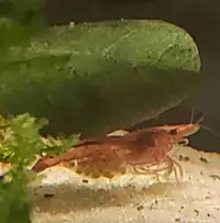 Neocaridina Shrimp