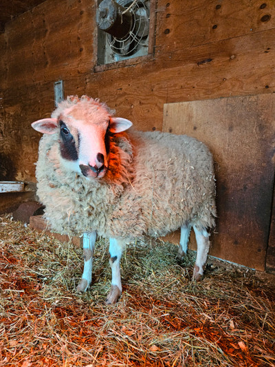Mouton calico à vendre