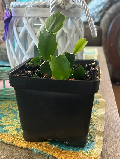 Christmas Cactus Plant, View more