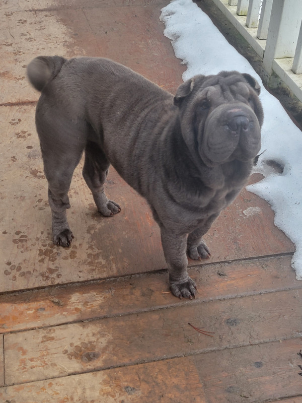BLUE MINIATURE CHINESE SHAR-PEI in Dogs & Puppies for Rehoming in Vernon - Image 3