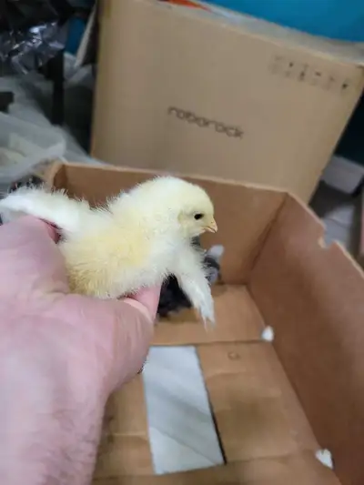 Chicks for sale!, View more