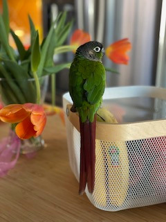 Beautiful hand tamed Green Cheek Conure in Birds for Rehoming in Calgary