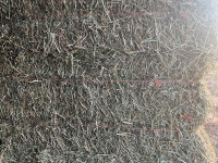 2nd cut hay square bales