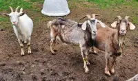 High percentage Boer crossed goats (READ FULL AD)