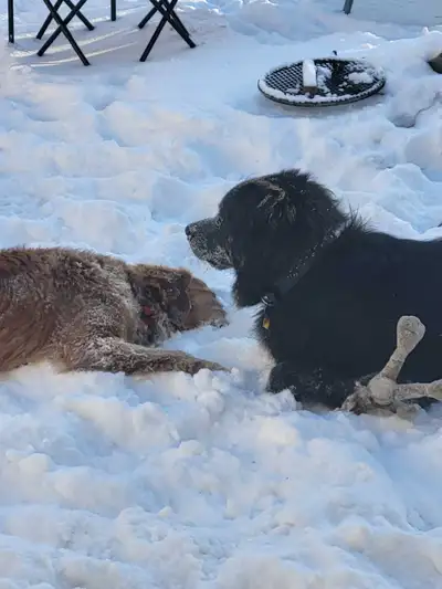 JUST LIKE HOME PET SITTING. GREAT RATES!, View more