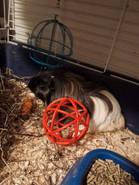 1 male guinea pig  for sale with cage. ON HOLD