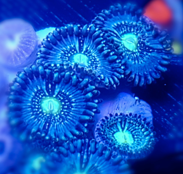 Blue Lagoon Zoas - Saltwater Coral in Fish for Rehoming in Calgary - Image 2