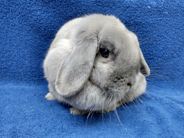 EXTRAORDINARY Netherland dwarf,Holland lop,lionhead bunny rabbit in Small Animals for Rehoming in Ottawa - Image 3