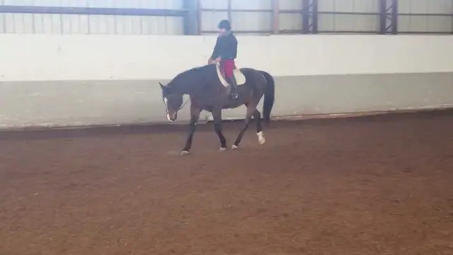 Horse training spot available65604229568385121