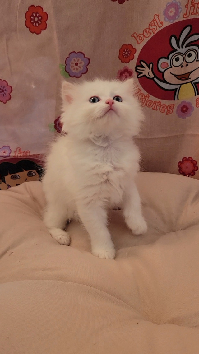 Purebred Ragdoll kitten looking for a forever home! in Cats & Kittens for Rehoming in Richmond - Image 3