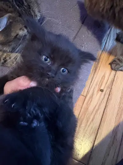 chatons à donner, View more