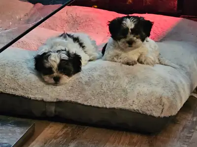 SHIH TZU PUPPIES FOR SALE!!!, View more