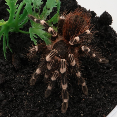 Slings 0.5-1cm DLS Vitalius chromatus $5 or 3 for $12 Females 1.5” Acanthoscurria geniculata $120 1....