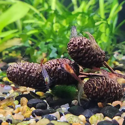 Alder Cones for Aquariums 30 for $10. Shrimp love them! Lower PH, View more