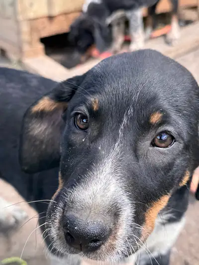 Blue tick coonhound/border collie/ blue heeler puppies ready to go! 1 female available, super sweet...