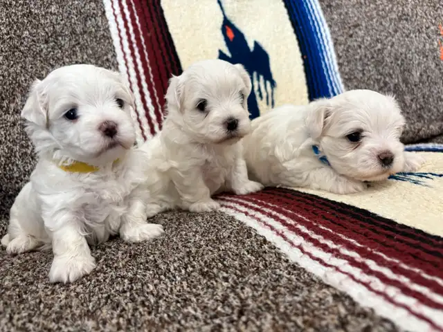 Purebred Maltese puppies in Dogs & Puppies for Rehoming in Winnipeg - Image 11