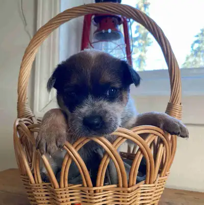 Gorgeous Australian Cattle Dog pups for sale. 2 red and 4 blue. Genders and number are included in p...