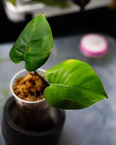revert mint monstera, View more