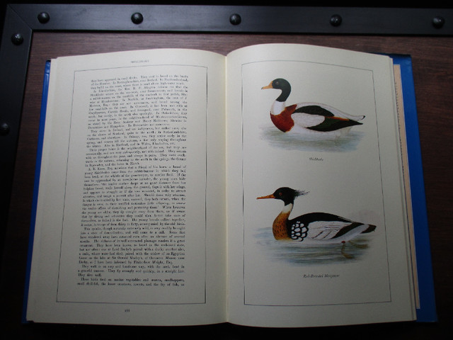 Livre « British Birds» dans Autre  à Longueuil/Rive Sud - Image 3