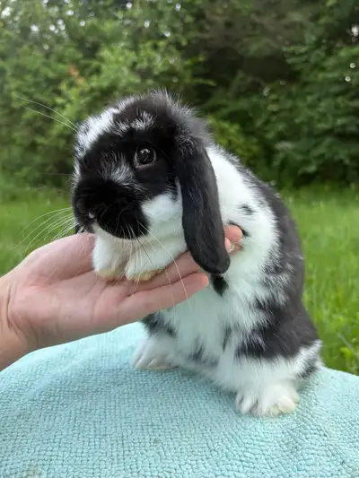 Bébé Lapin Nain Bélier Hollandais CASTRÉ noir et blanc , View more
