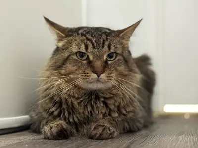 Rehoming My Male Cat, View more