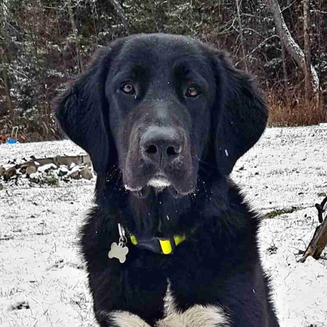 Free to good home Animal & Pet Services Petawawa Kijiji