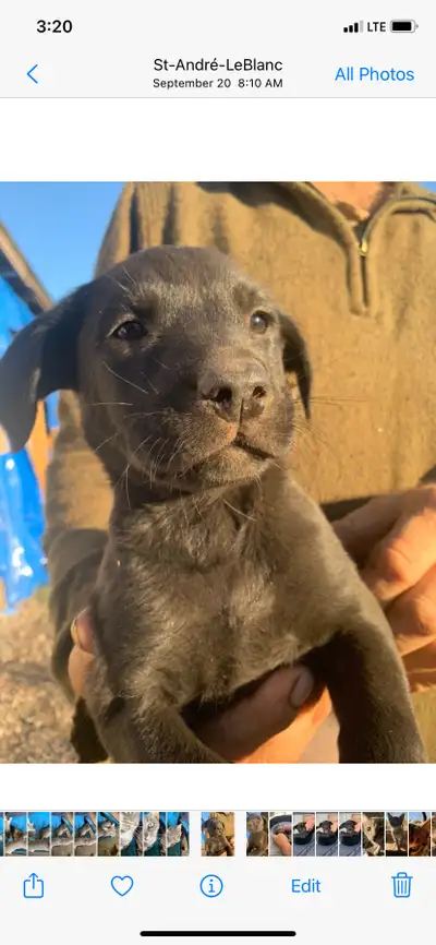 Boxer Labrador  $650, View more