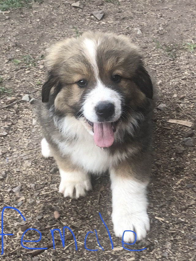 ONLY 3 LEFT. Bernese/Pyrenees Dogs & Puppies for Rehoming Smithers
