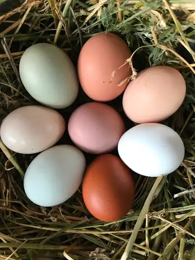BYM rainbow hatching eggs. Lots to choose from. You pick your own own rainbow! All eggs will only be...