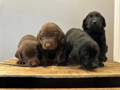 CKC Labrador Retrievers- Ready  June 27!  Only 3 available., View more