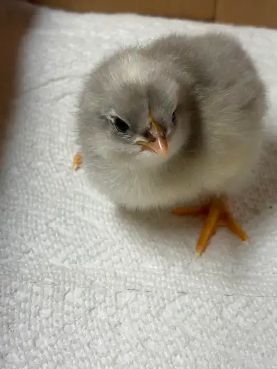 Chicks for sale, View more