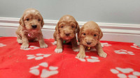 Mini cockapoo puppies                       Reserve yours now!! 