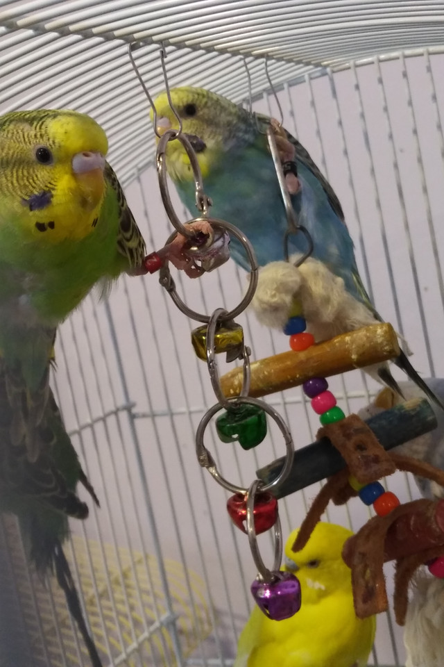 Bébés perruchons nourris à la main dans Oiseaux à adopter  à Longueuil/Rive Sud - Image 4