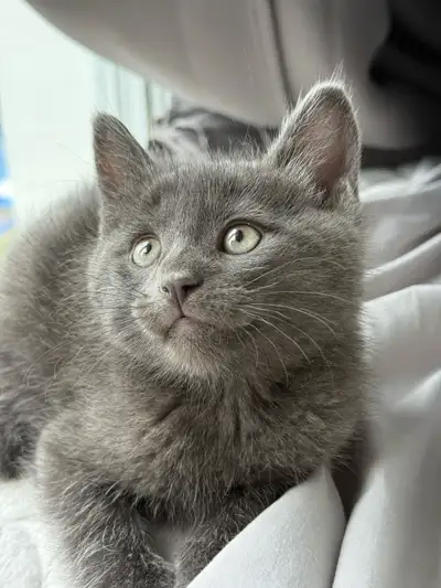 Russian Blue Mix Kitten , View more