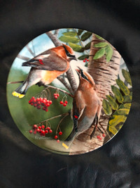 Kevin Daniel China Collector Plates The Cedar Waxwing