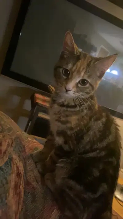 chats a vendre, View more