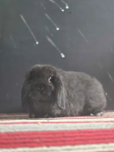 Black Holland Lop Buck - North Bay ON, View more